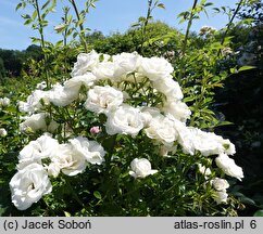 Rosa hort. Aspirin Rose