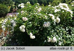 Rosa Aspirin Rose