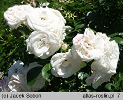 Rosa hort. Aspirin Rose