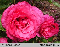 Rosa hort. Venrosa