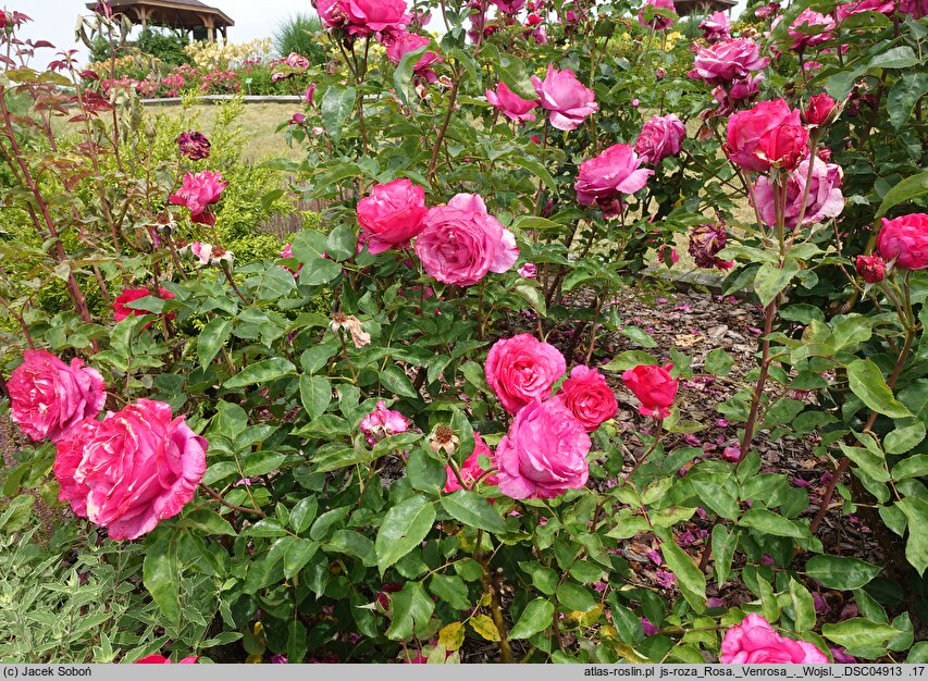 Rosa hort. Venrosa