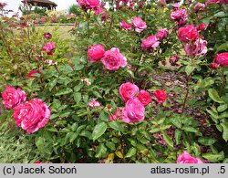 Rosa hort. Venrosa