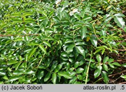 Rosa hort. Hanwidec
