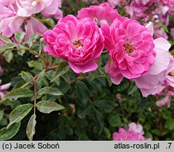 Rosa hort. Weneda