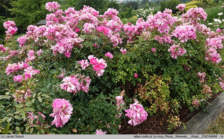 Rosa hort. Weneda