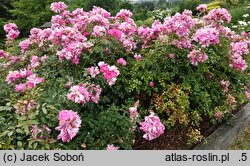 Rosa hort. Weneda