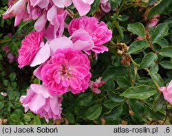 Rosa hort. Weneda