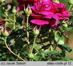Rosa hort. AUSroyal