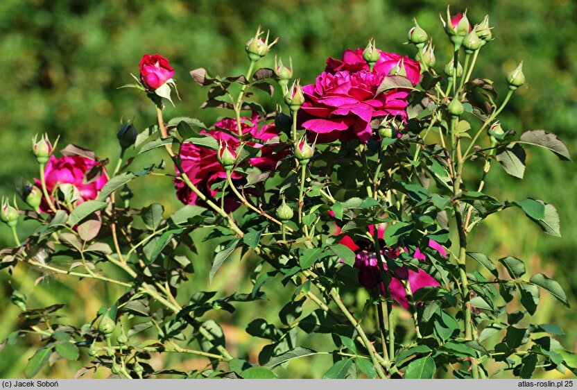 Rosa hort. AUSroyal