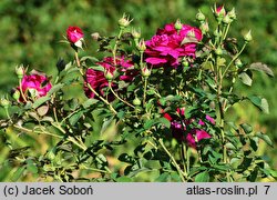 Rosa hort. AUSroyal