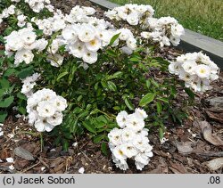 Rosa hort. Wspomnienie Lata
