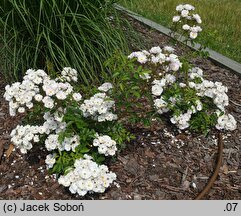 Rosa hort. Wspomnienie Lata