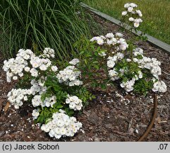 Rosa Wspomnienie Lata