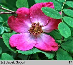 Rosa hemsleyana