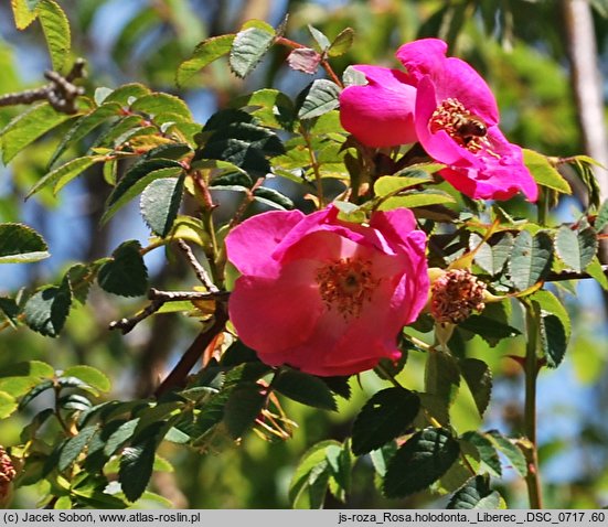 Rosa holodonta