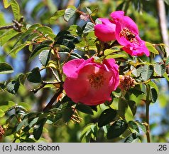 Rosa holodonta