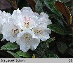 Rhododendron bureavii (różanecznik Bureava)