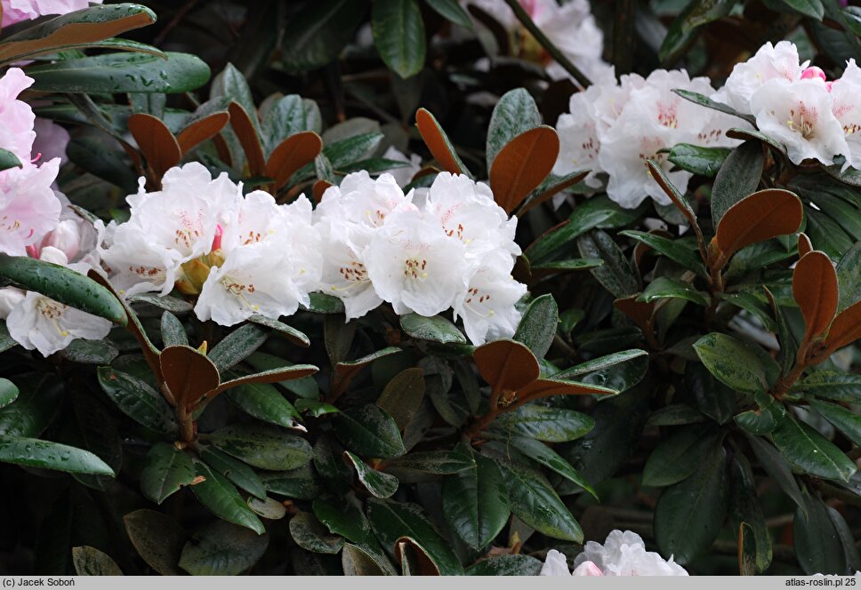 Rhododendron bureavii (różanecznik Bureava)