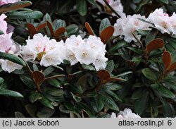 Rhododendron bureavii (różanecznik Bureava)