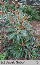 Rhododendron bureavii (różanecznik Bureava)