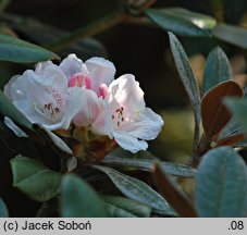 Rhododendron bureavii (różanecznik Bureava)