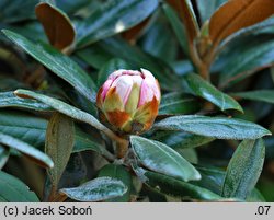 Rhododendron bureavii (różanecznik Bureava)