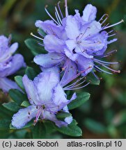 Rhododendron ×edgarianum (różanecznik Edgara)