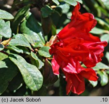 Rhododendron hort. Elisabeth Hobbie