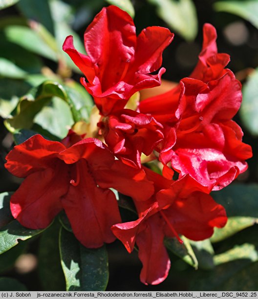 Rhododendron hort. Elisabeth Hobbie