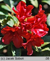 Rhododendron Elisabeth Hobbie