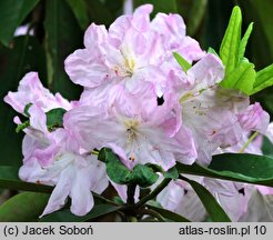 Rhododendron fortunei ssp. fortunei (różanecznik Fortune'a)