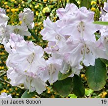 Rhododendron fortunei ssp. fortunei (różanecznik Fortune'a)