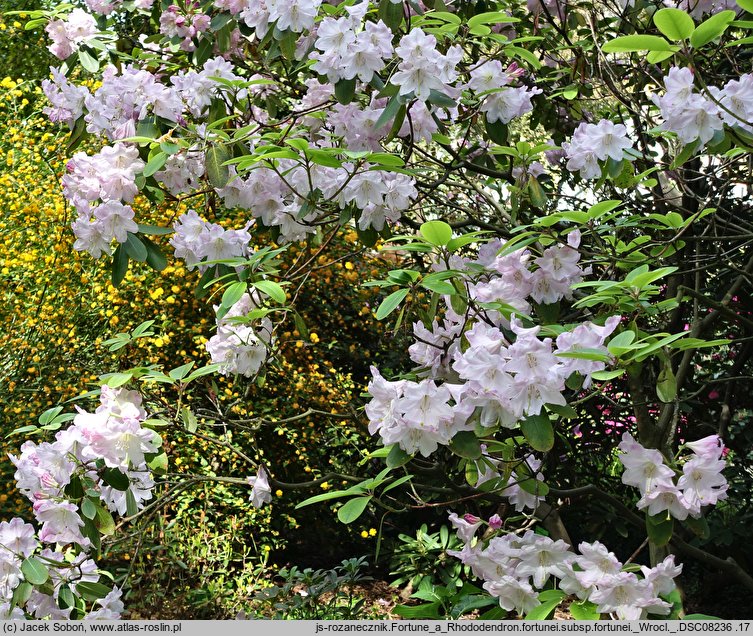 Rhododendron fortunei ssp. fortunei (różanecznik Fortune'a)