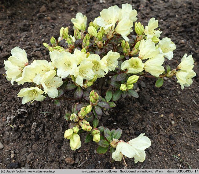 Rhododendron ludlowii (różanecznik Ludlowa)