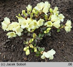 Rhododendron ludlowii (różanecznik Ludlowa)