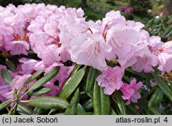 Rhododendron japonoheptamerum var. japonoheptamerum (różanecznik Metternicha)