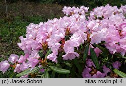 Rhododendron japonoheptamerum var. japonoheptamerum (różanecznik Metternicha)