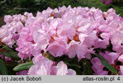 Rhododendron japonoheptamerum var. japonoheptamerum (różanecznik Metternicha)