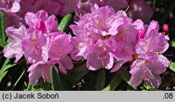 Rhododendron japonoheptamerum var. hondoense (różanecznik Metternicha)