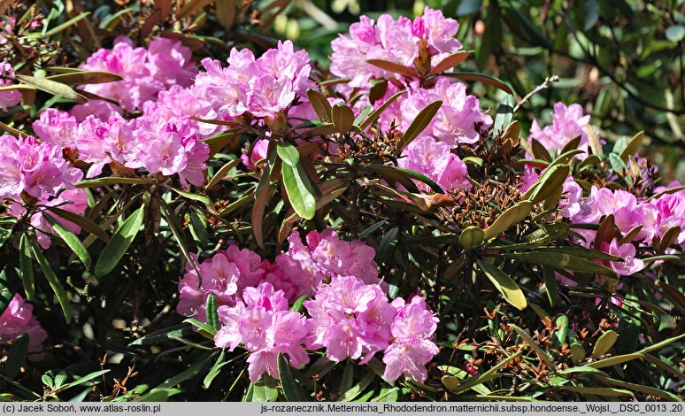 Rhododendron matternichii ssp. hondoense (różanecznik Metternicha)