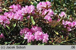 Rhododendron matternichii ssp. hondoense (różanecznik Metternicha)