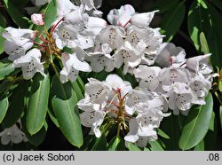 Rhododendron purdomii (różanecznik Purdoma)