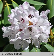 Rhododendron purdomii (różanecznik Purdoma)