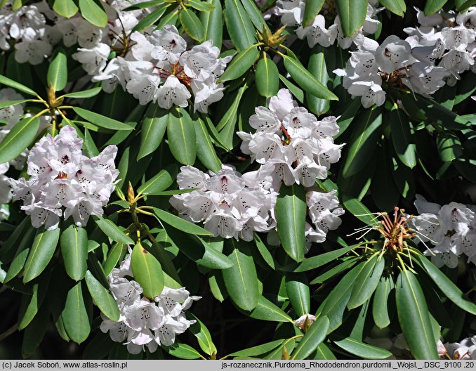 Rhododendron purdomii (różanecznik Purdoma)