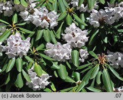 Rhododendron purdomii (różanecznik Purdoma)