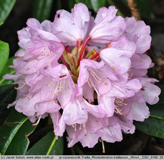 Rhododendron traillianum (różanecznik Trailla)