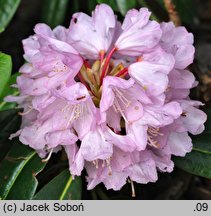 Rhododendron traillianum (różanecznik Trailla)