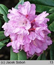 Rhododendron traillianum (różanecznik Trailla)