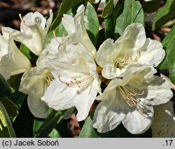 Rhododendron hort. Ehrengold