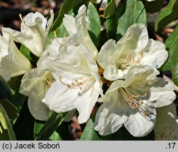 Rhododendron wardii ‘Ehrengold’ (różanecznik Warda 'Ehrengold')